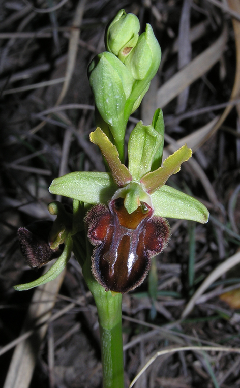 ophrys da determinare